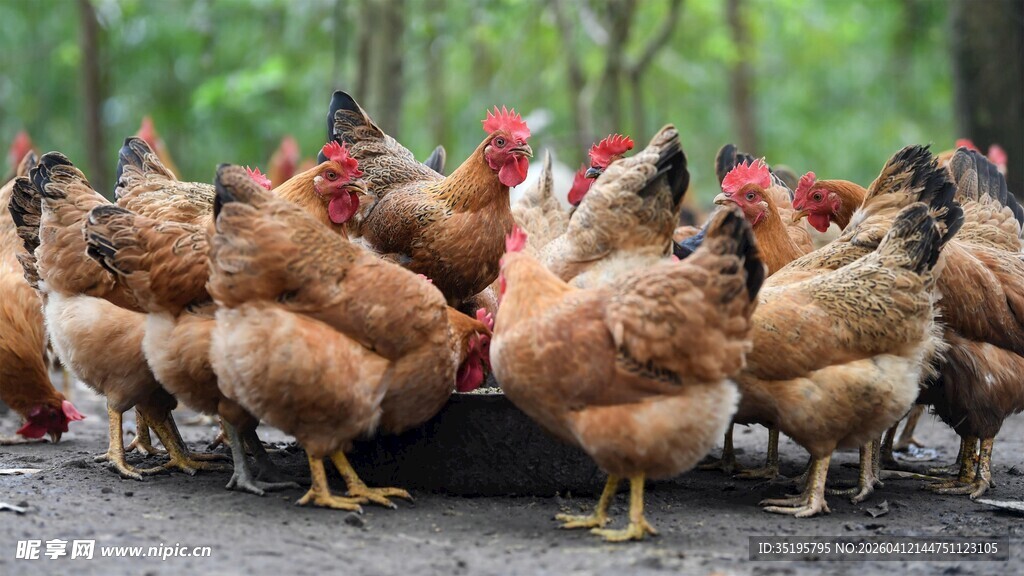 一群鸡聚集在户外