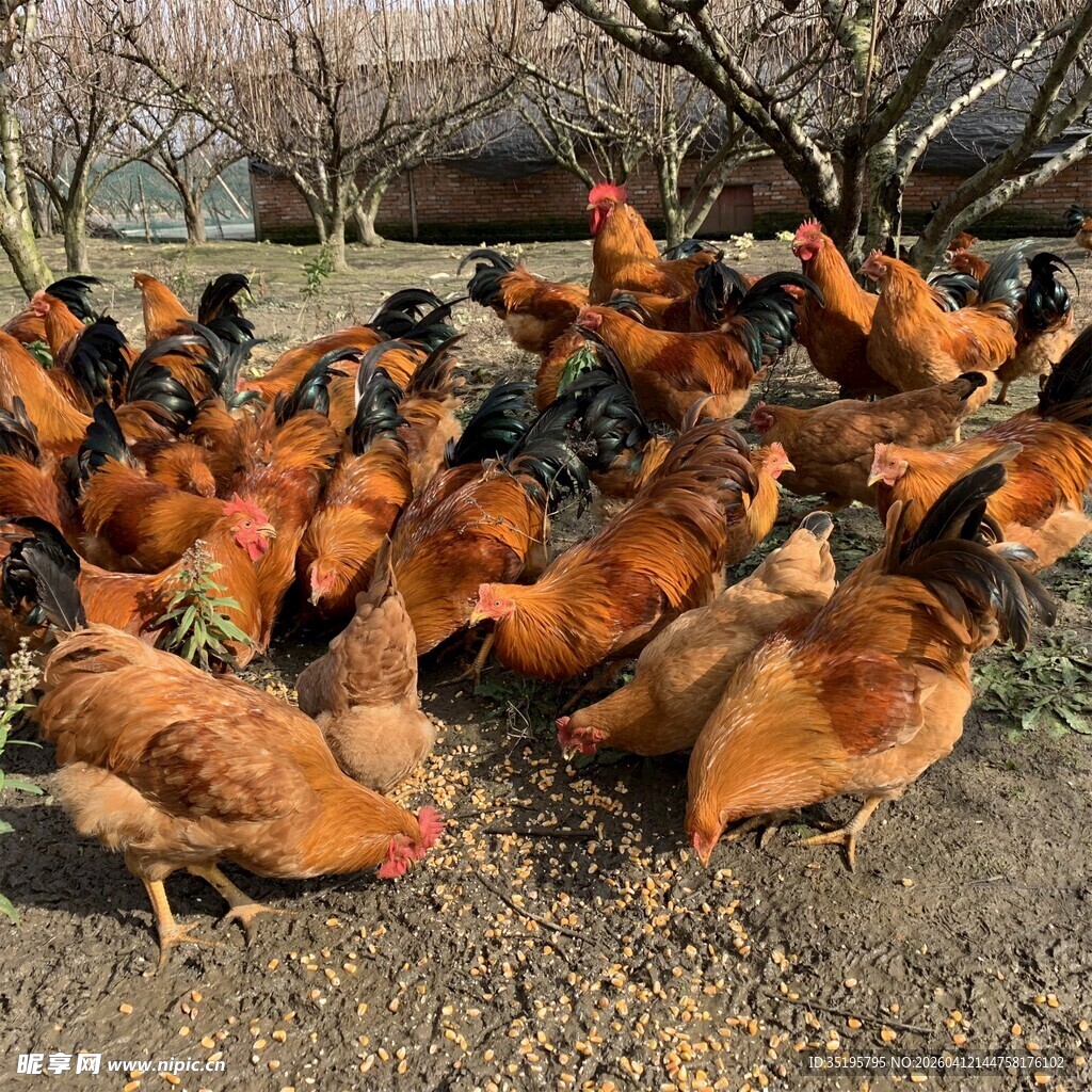 一群散养在户外的鸡