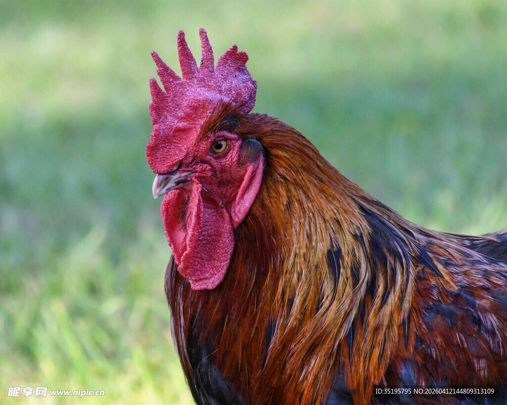 昂首挺立的公鸡