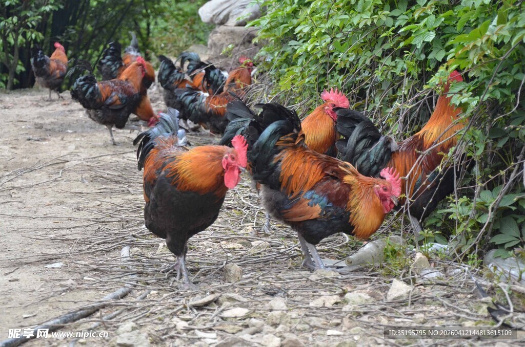 一群公鸡在小道上行走