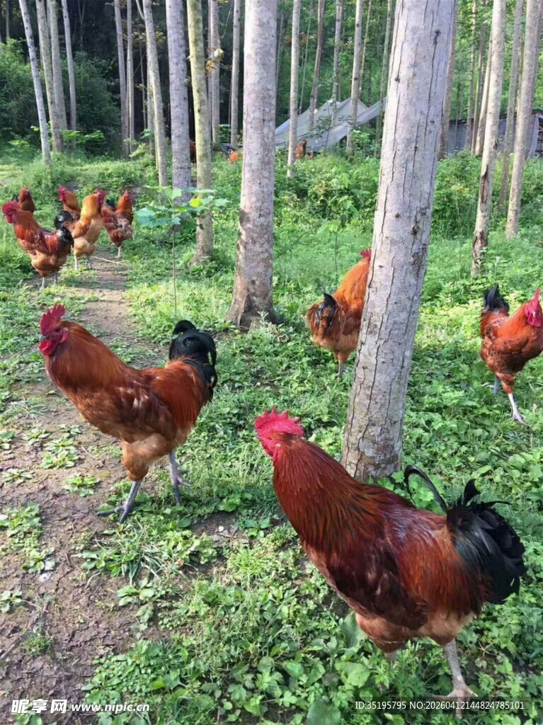 林间觅食的多彩鸡群