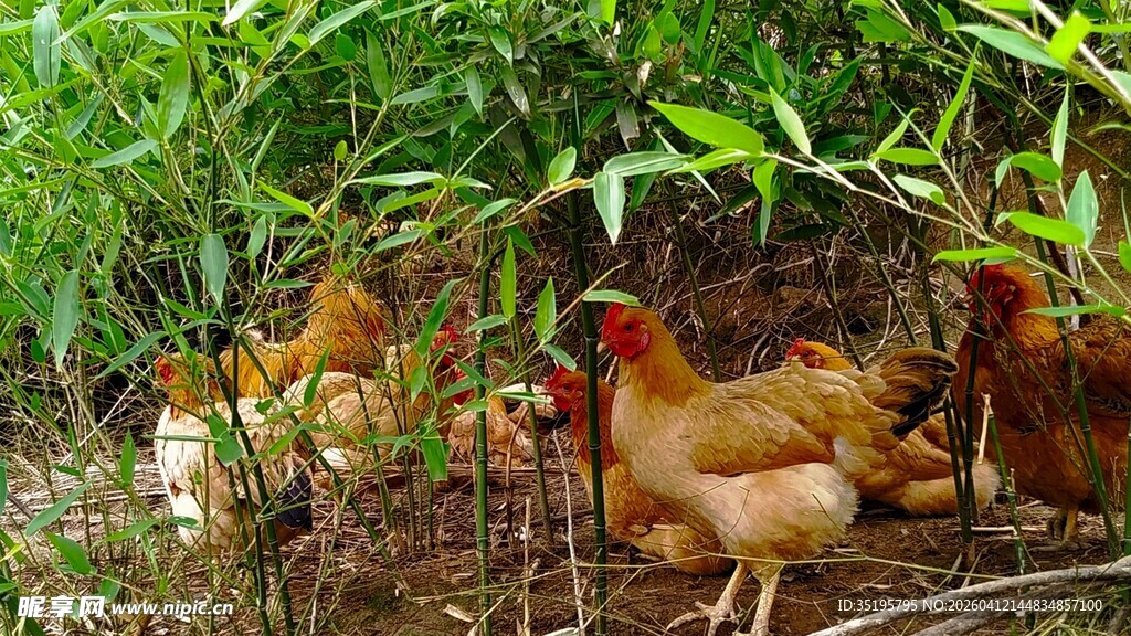 林间觅食的鸡群