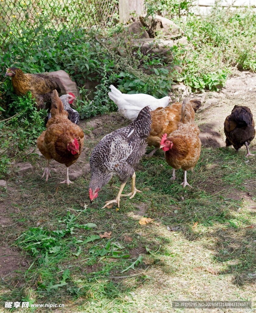庭院中觅食的一群鸡