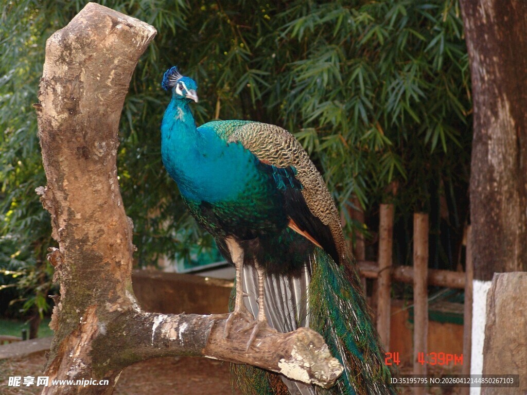蓝孔雀立于枝头