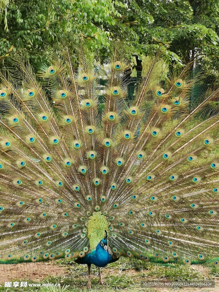 开屏的孔雀展现绚丽羽毛