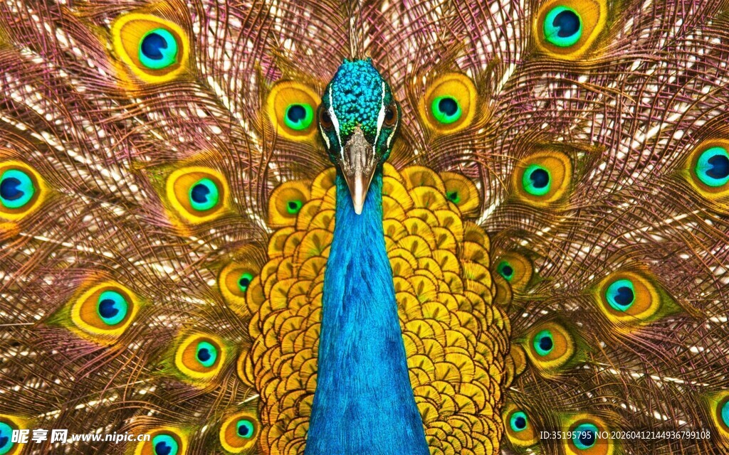 开屏孔雀展现绚丽羽毛