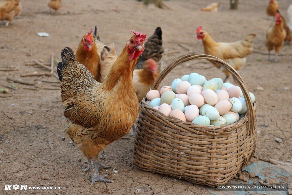 母鸡旁装满鸡蛋的篮子