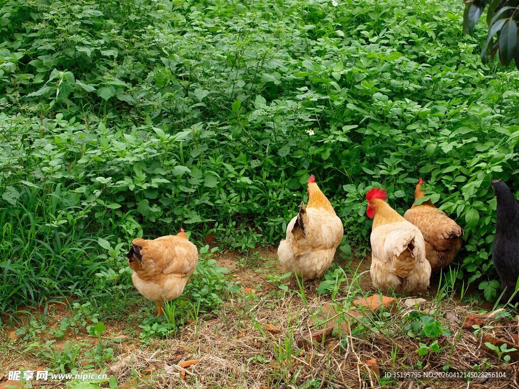 田园中觅食的一群鸡