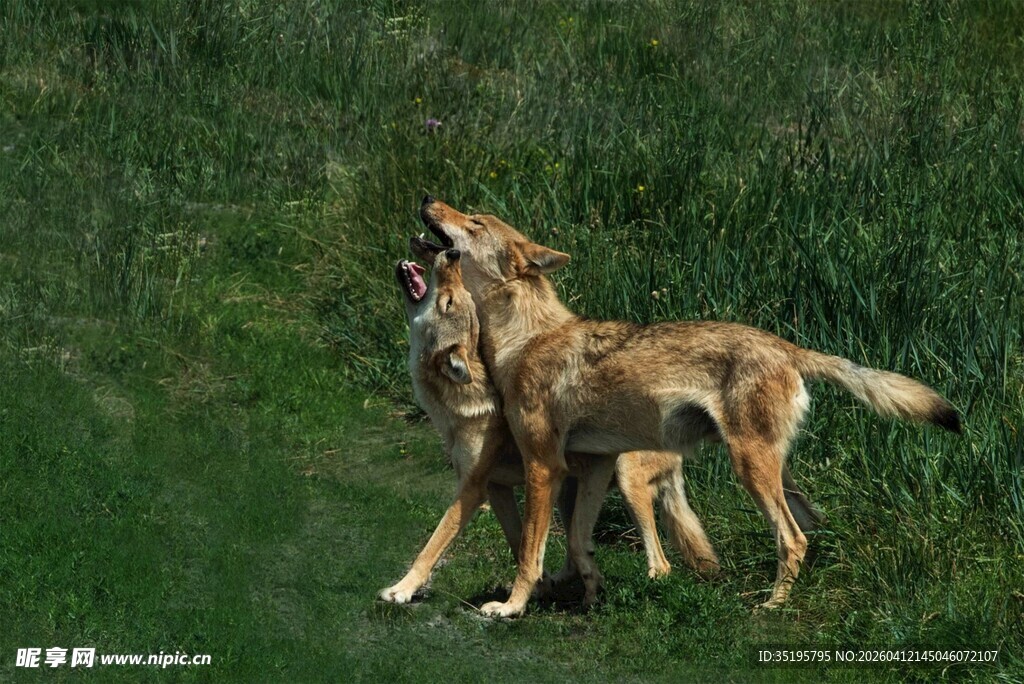 草原上亲昵互动的两只狼