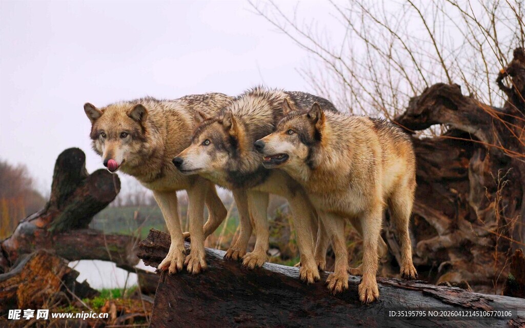 群狼立于木上场景