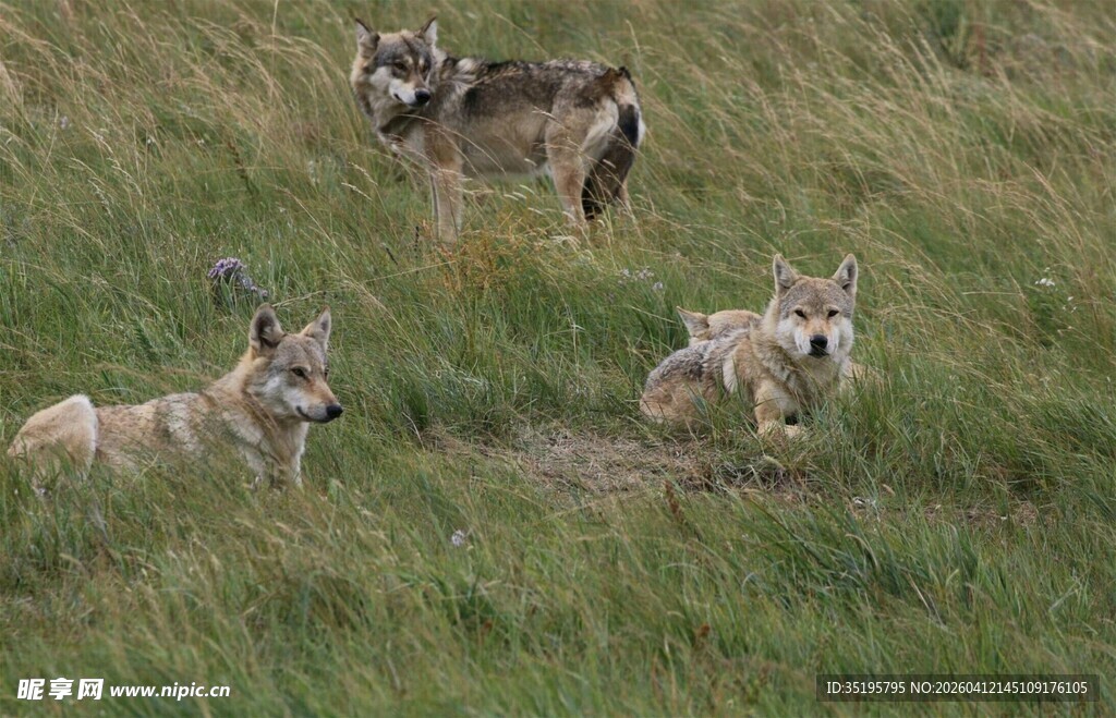 草原上的狼群