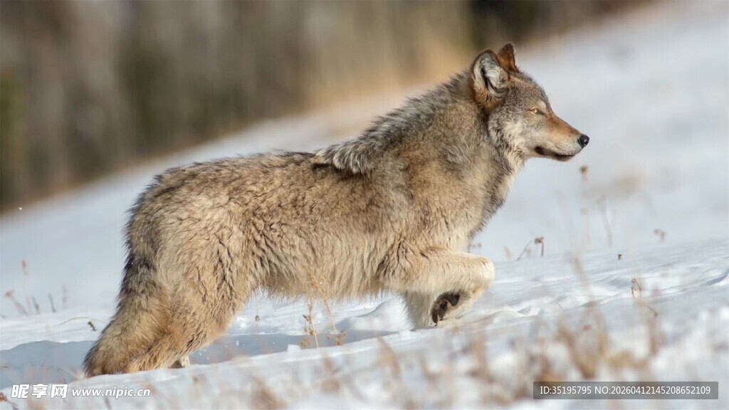 雪地中独行的郊狼