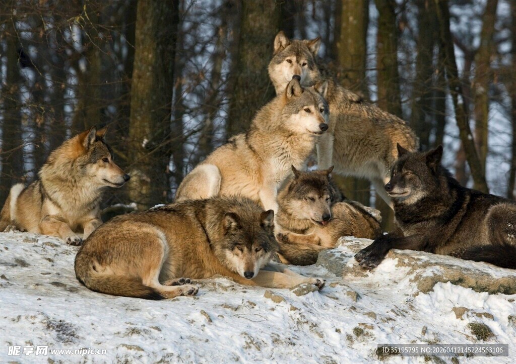 雪地中休憩的狼群
