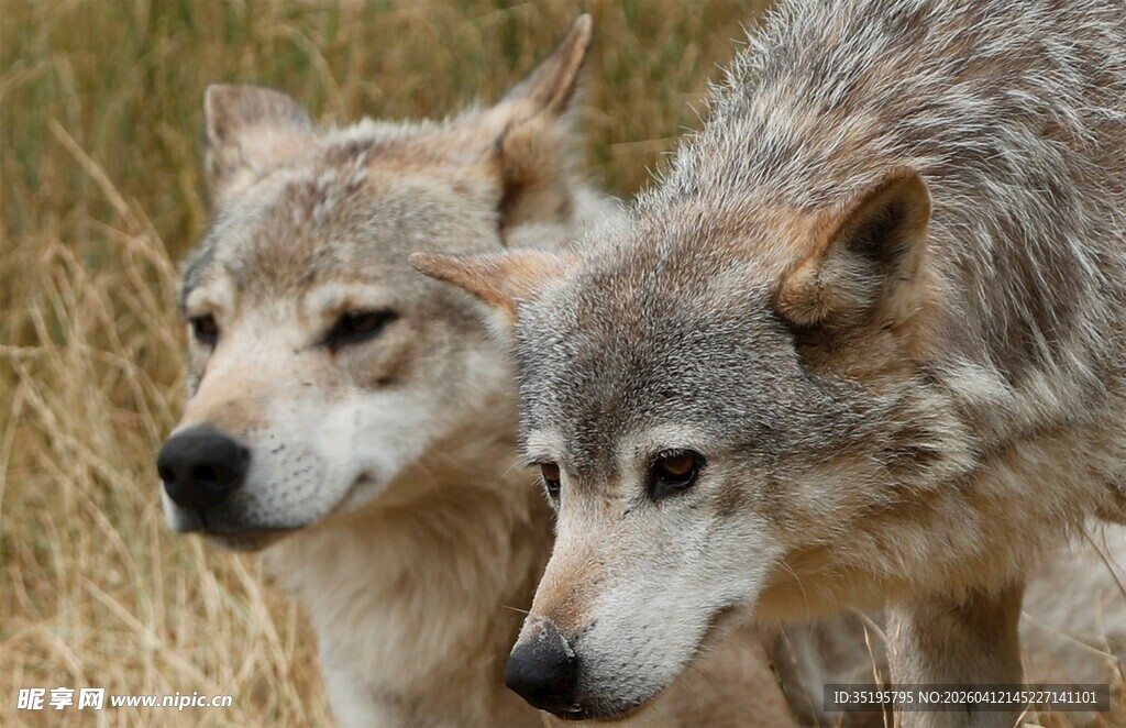 草原上的两只灰狼