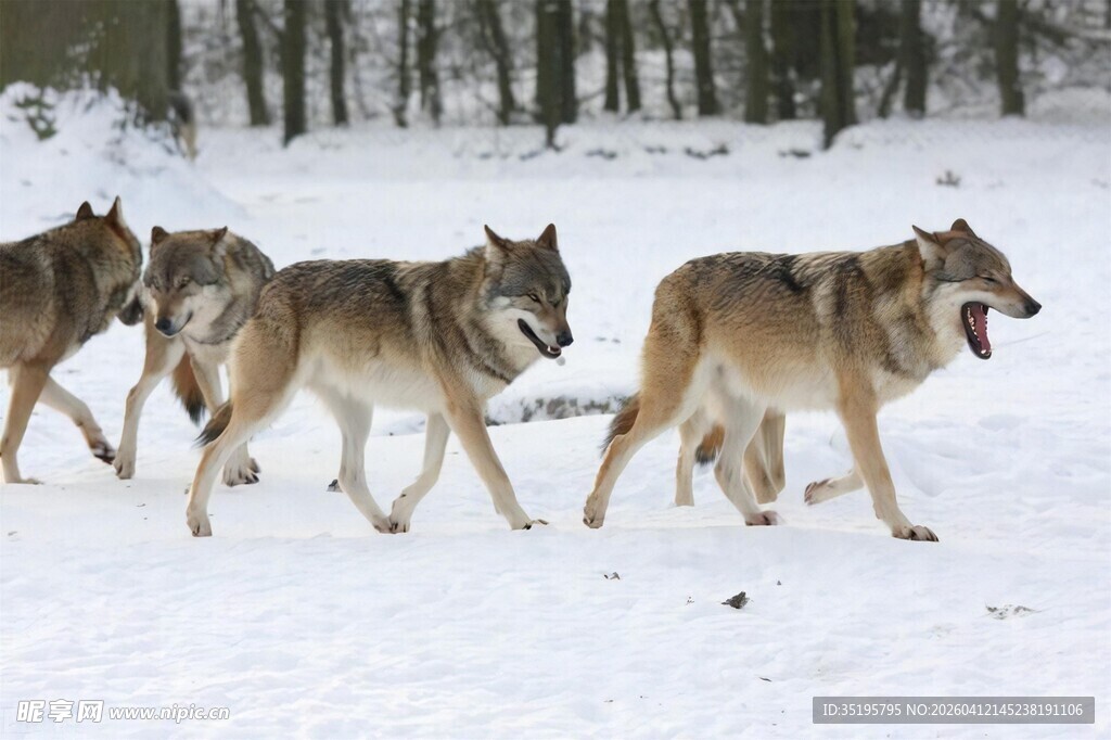 雪地中行进的狼群