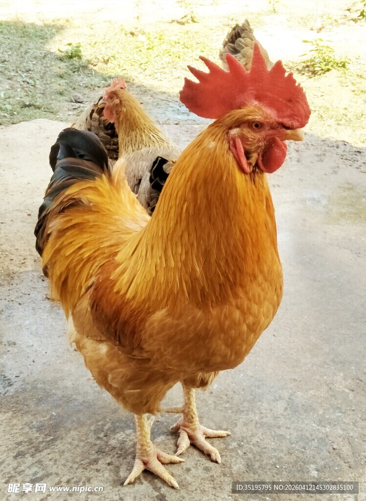 昂首挺立的漂亮大公鸡