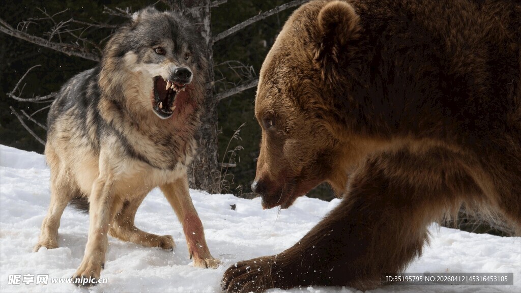 雪地中狼与棕熊的对峙