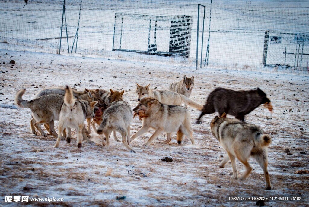 雪地中奔跑的一群狗狗