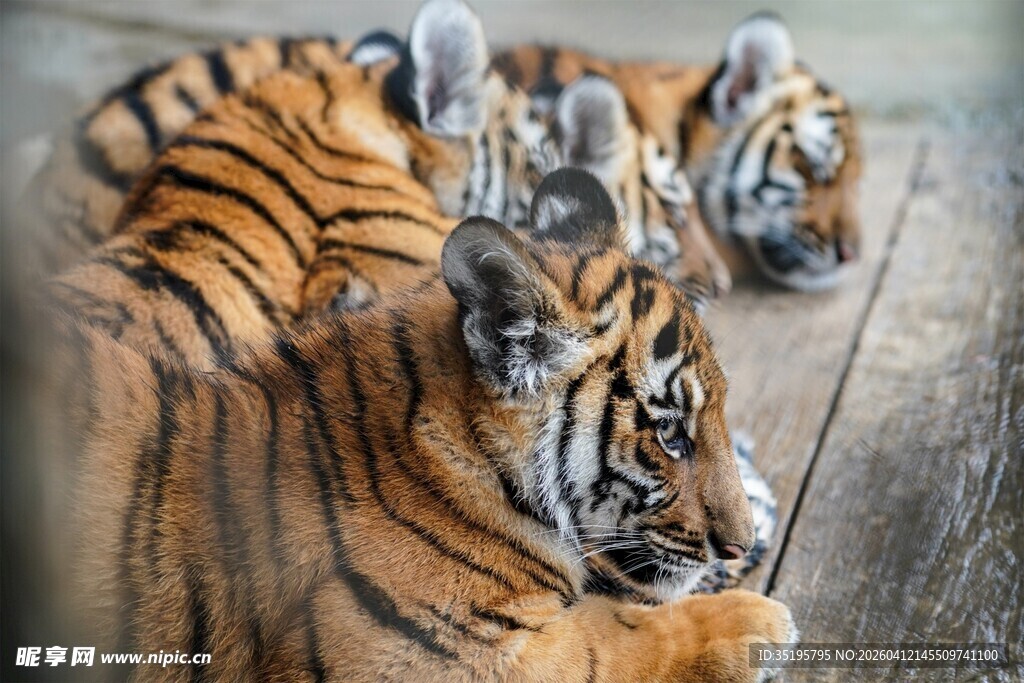 一群老虎趴卧休憩