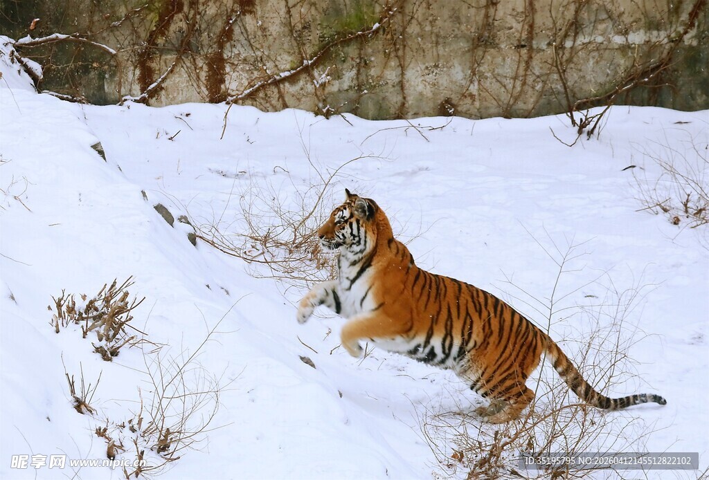 雪地中的猛虎