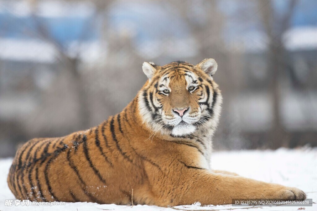 雪地中休憩的斑斓猛虎