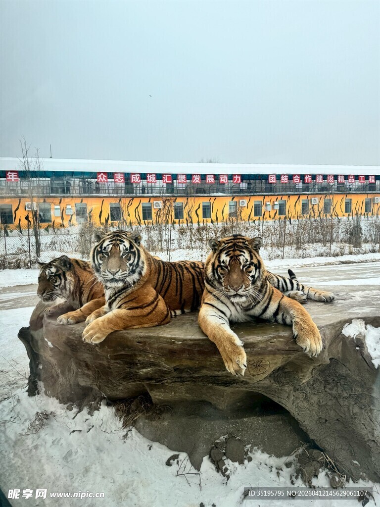 雪地中休憩的多只老虎