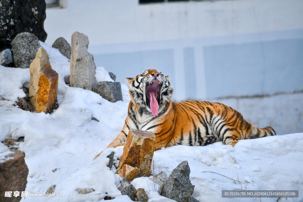 雪地中咆哮的斑斓猛虎