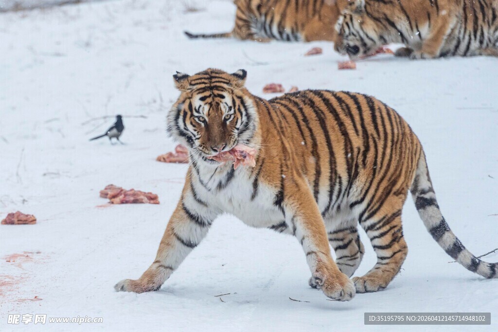 雪地中行走的斑斓猛虎