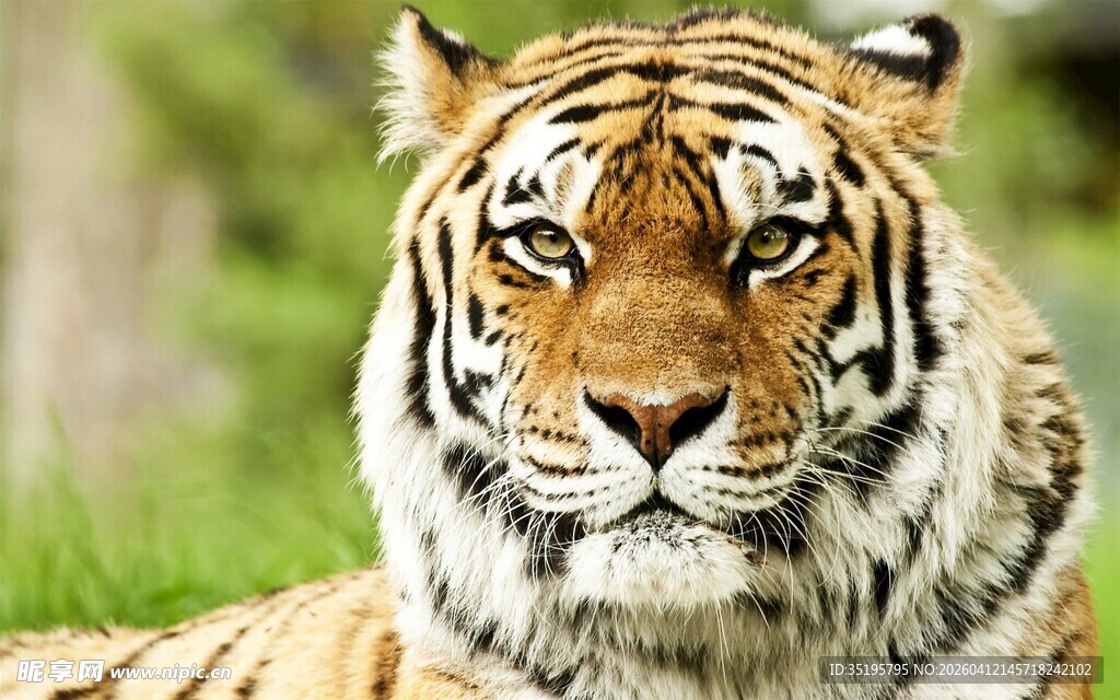 草原上的威严老虎