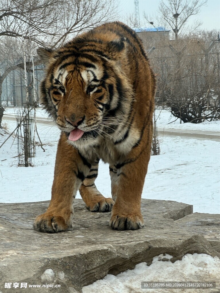 雪地中行走的威武老虎