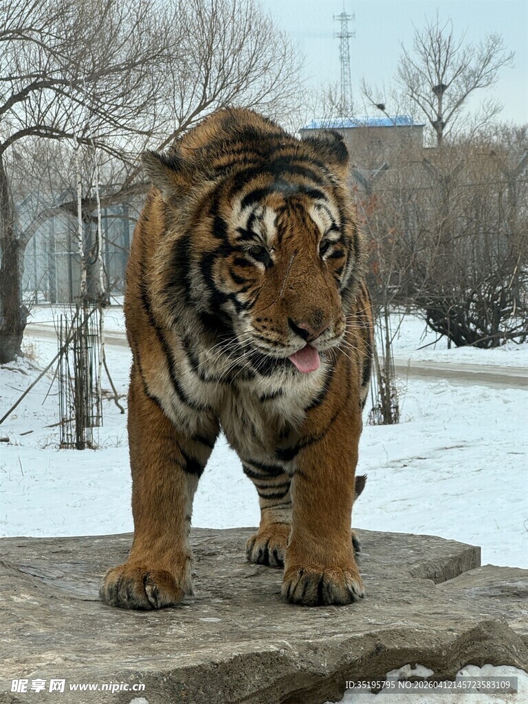 雪地中站立的威武老虎