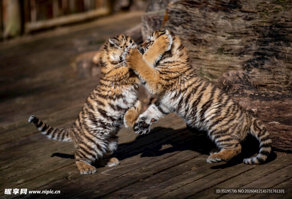 两只小老虎玩耍瞬间