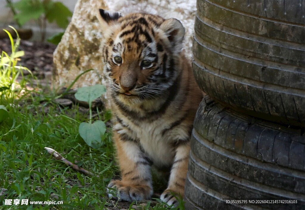 可爱小老虎躲在轮胎旁