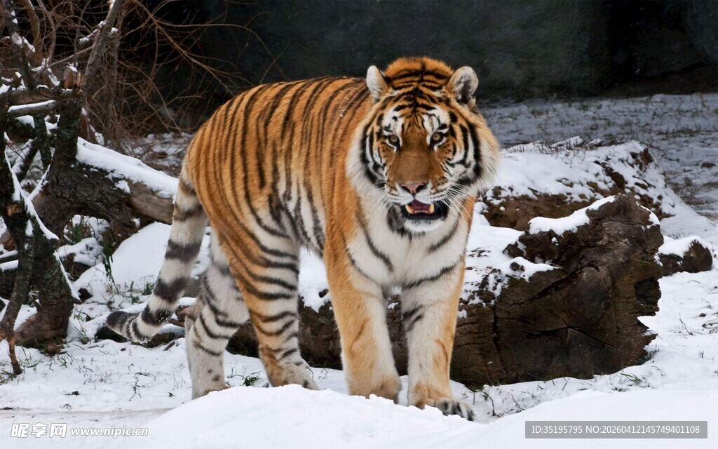 雪地中的威猛老虎