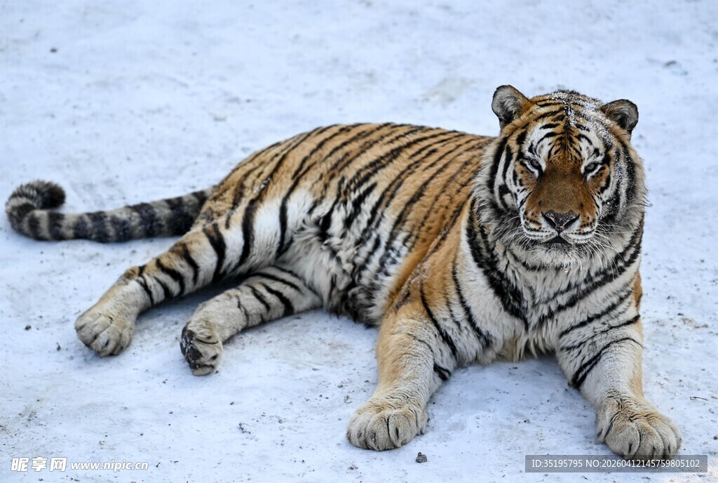 雪地中休憩的斑斓猛虎