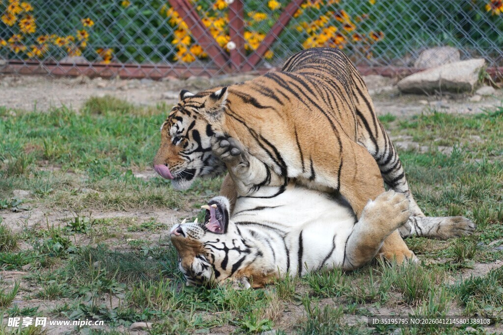 两只老虎嬉戏玩耍场景
