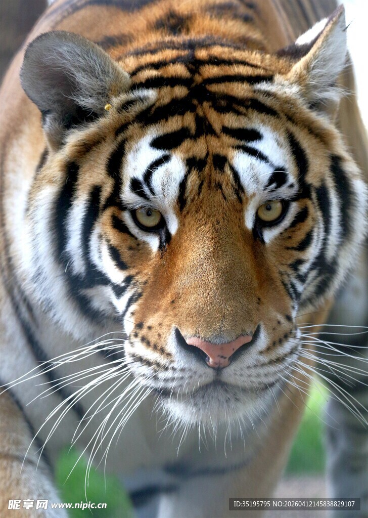 威风凛凛的斑斓猛虎