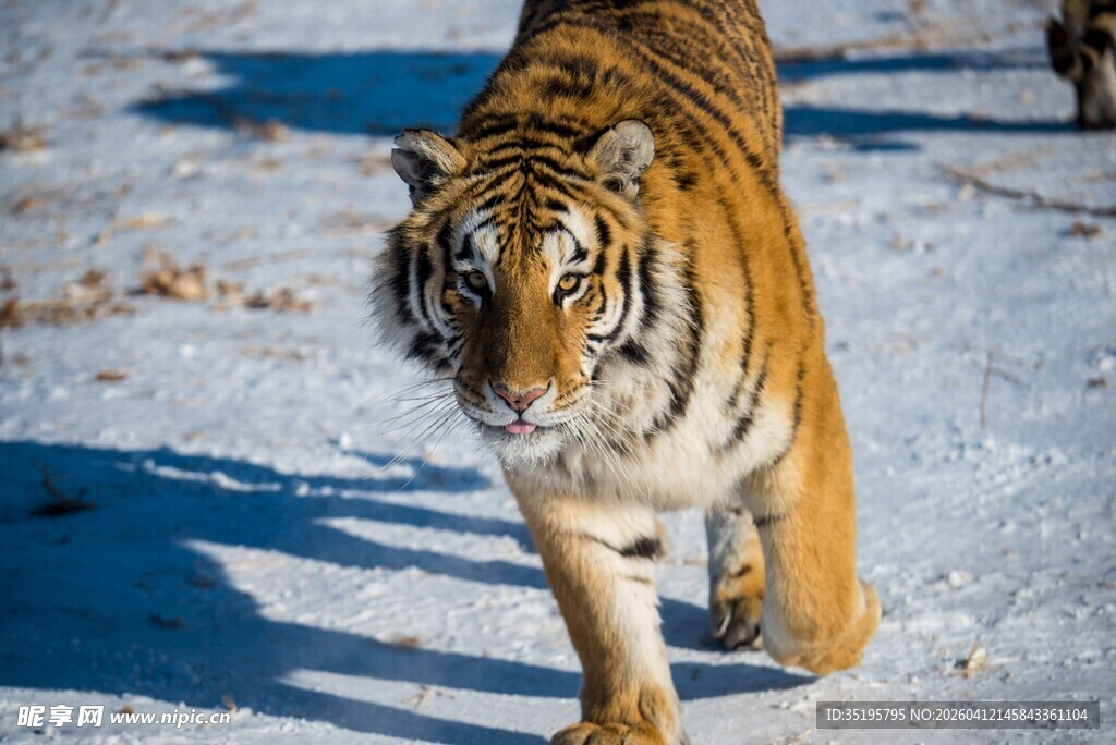 雪地中行走的威猛老虎