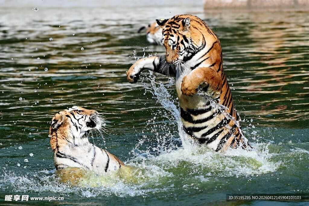 水中双虎嬉戏打闹