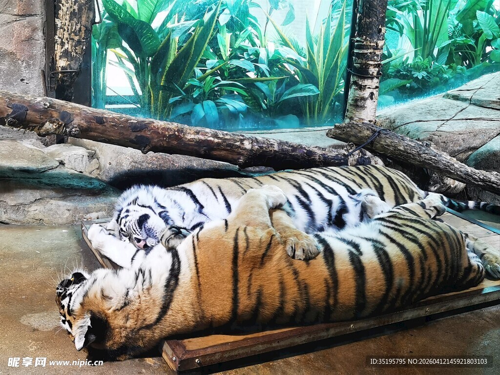 卧于木上的斑斓老虎