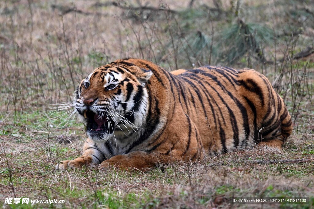 草原上休憩的斑斓猛虎