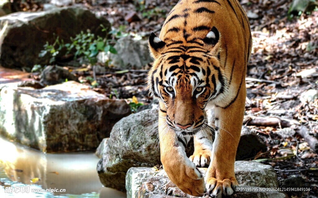 老虎于自然环境中漫步