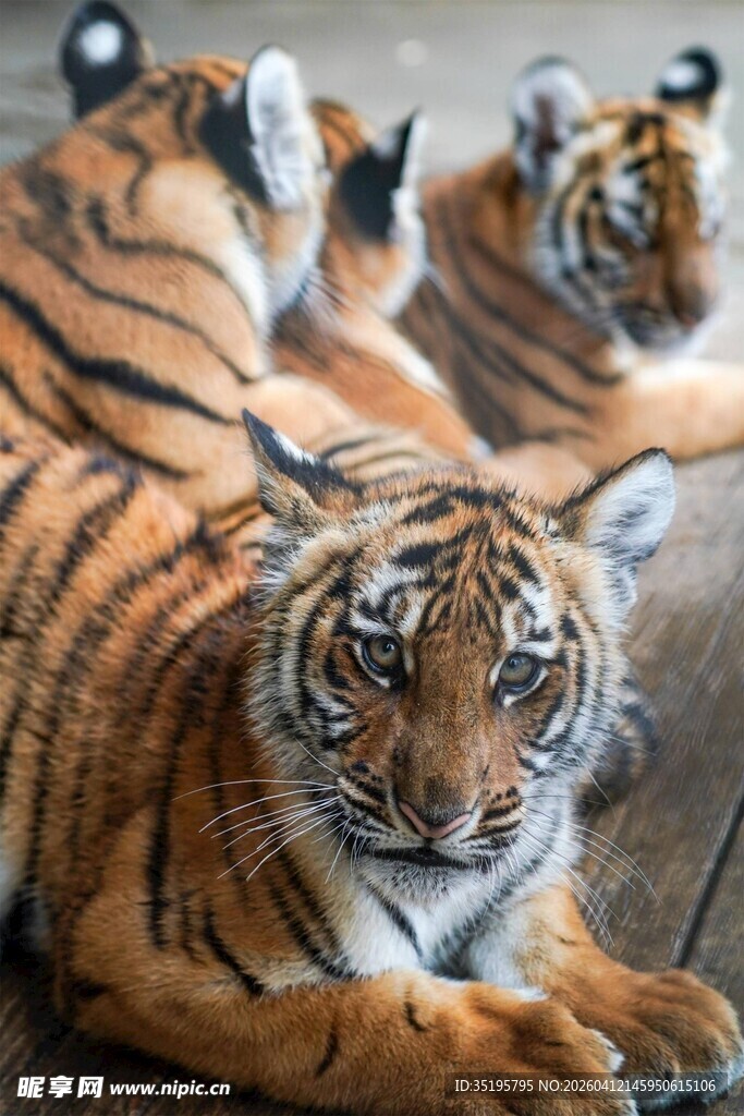 三只猛虎趴卧展示王者风范