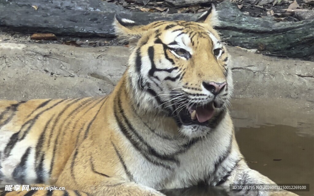 卧躺的威武老虎