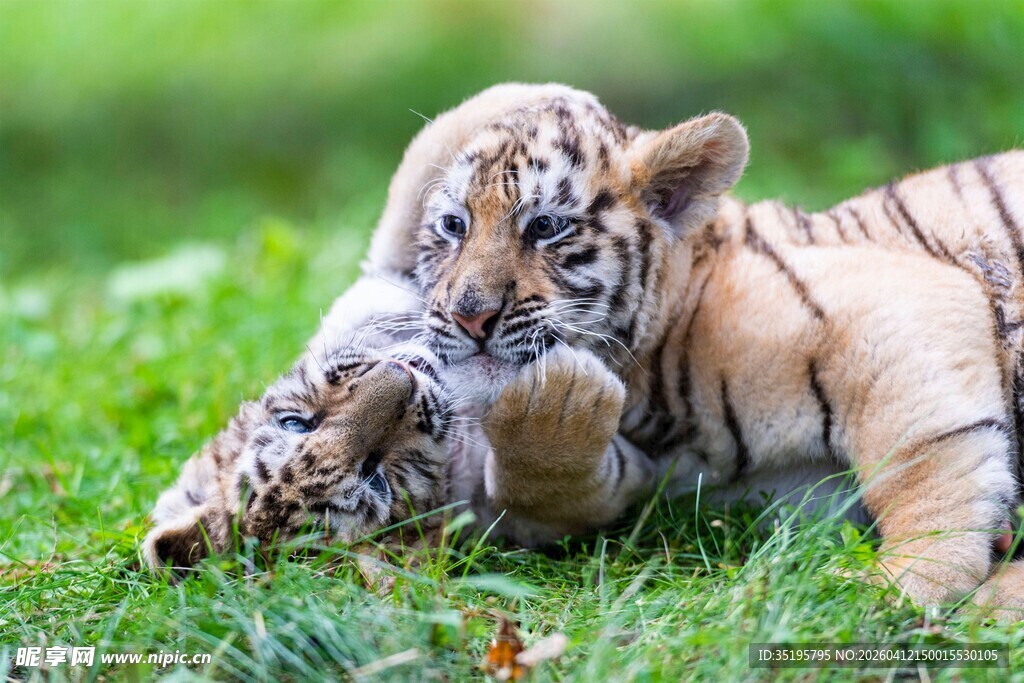 草地上嬉戏的可爱小老虎