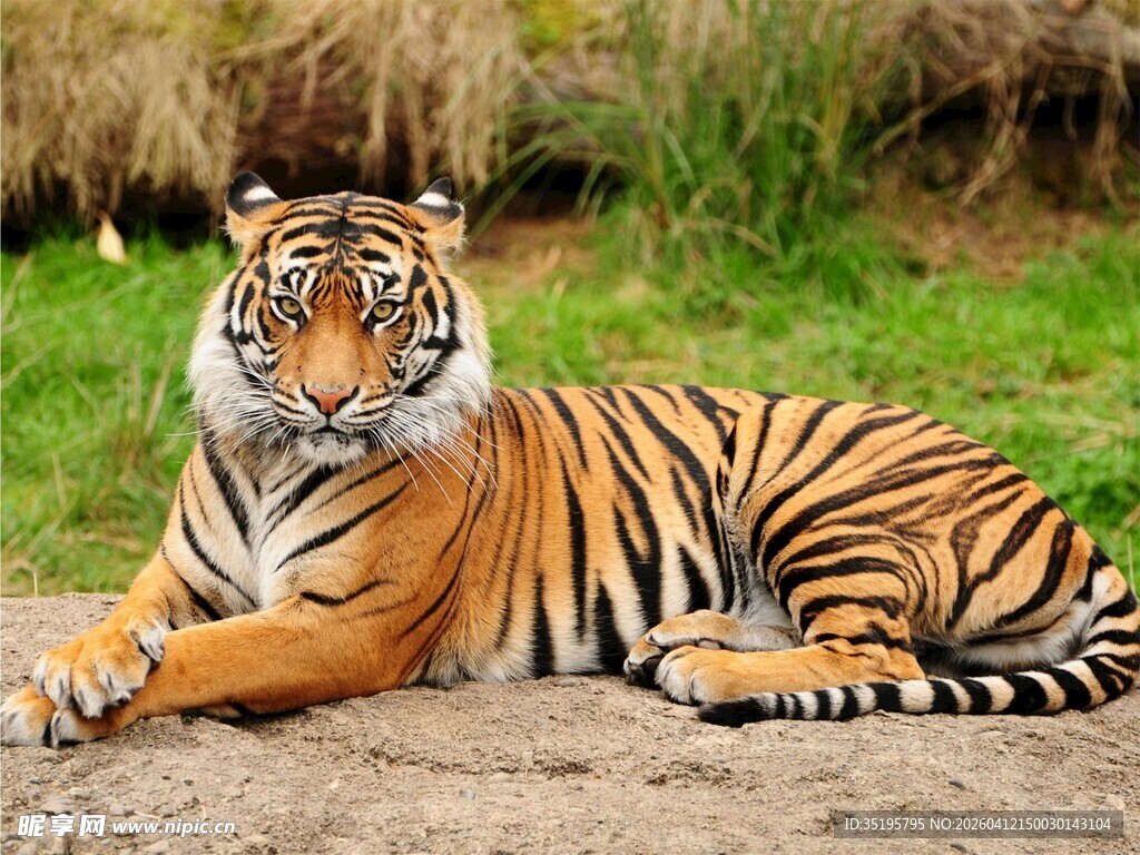 卧地休憩的斑斓猛虎
