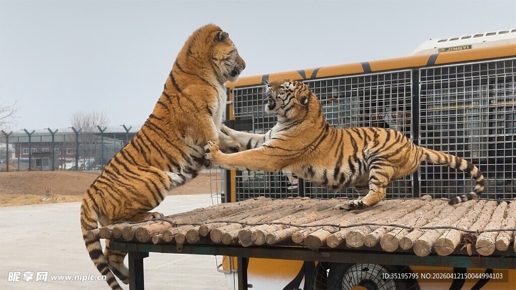 两只老虎在平台互动