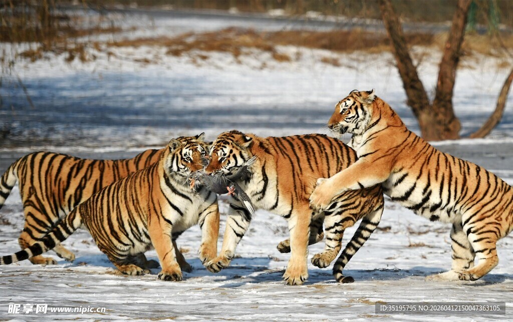 雪地中群虎嬉戏