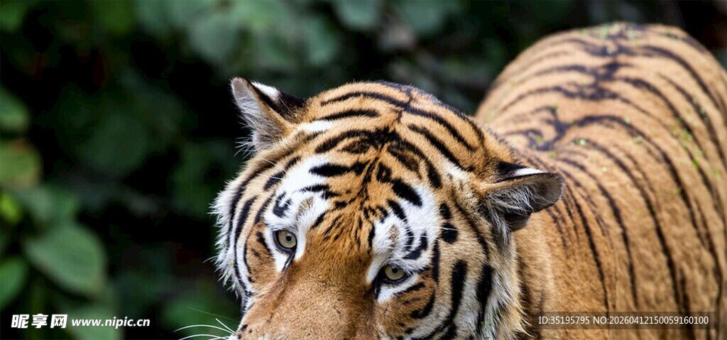 威风凛凛的老虎特写