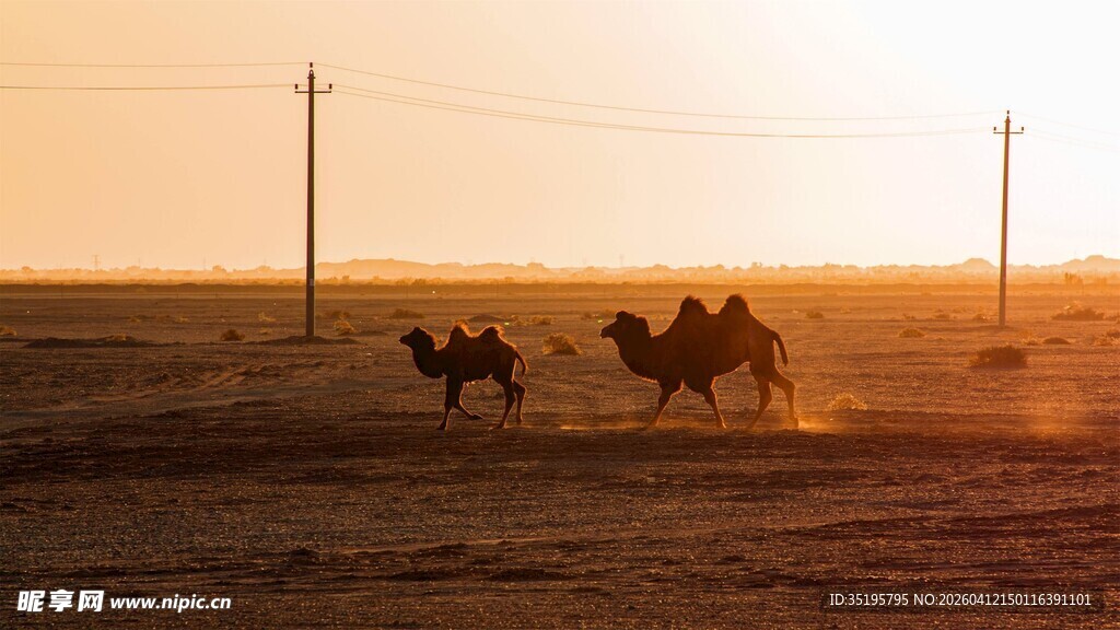 夕阳下的沙漠骆驼队
